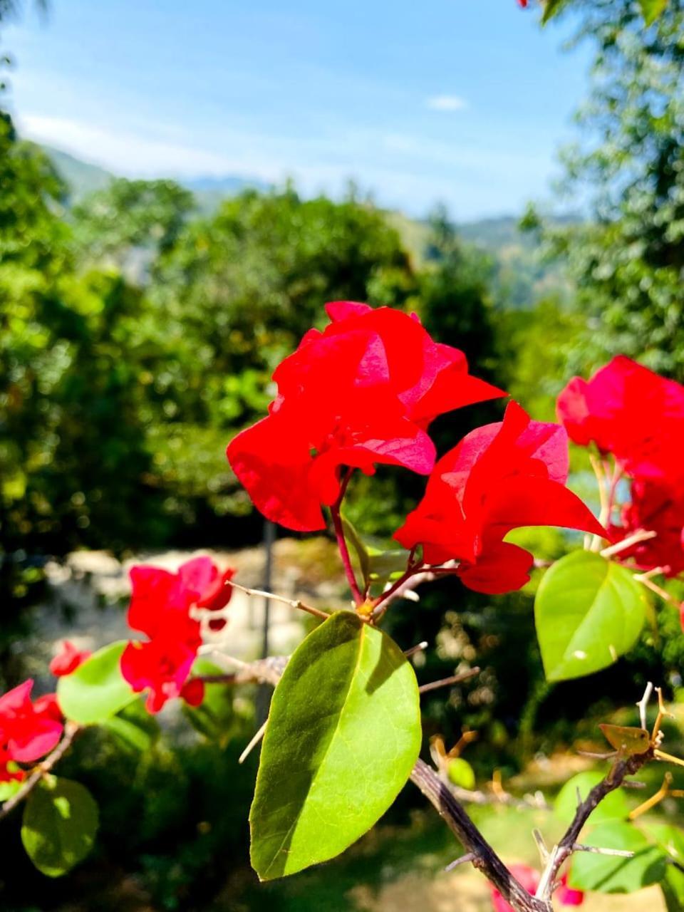 Hotel Blissful Haven Ella Zewnętrze zdjęcie