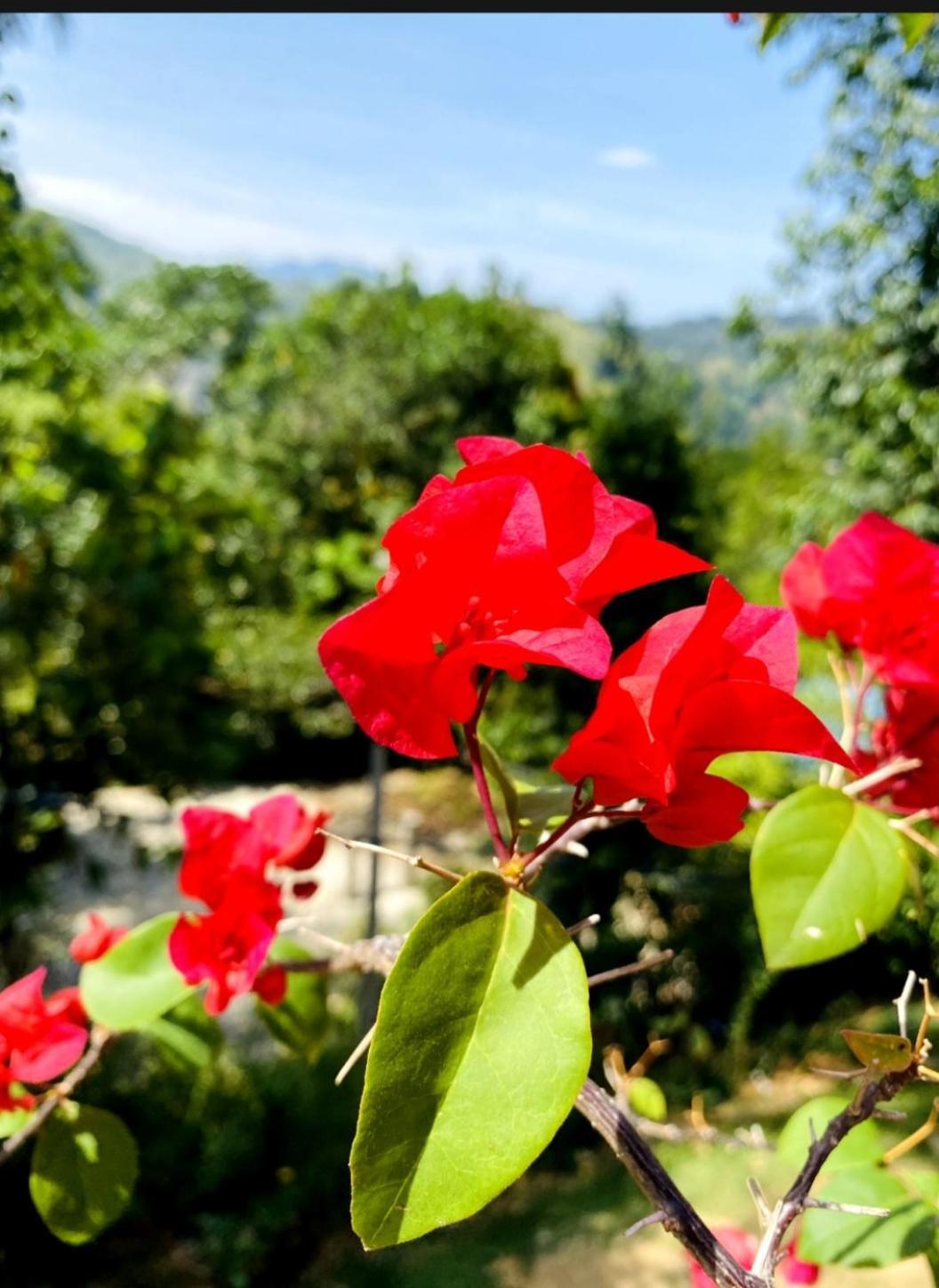 Hotel Blissful Haven Ella Zewnętrze zdjęcie